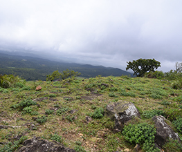 Savi Kanasu Sakaleshpura